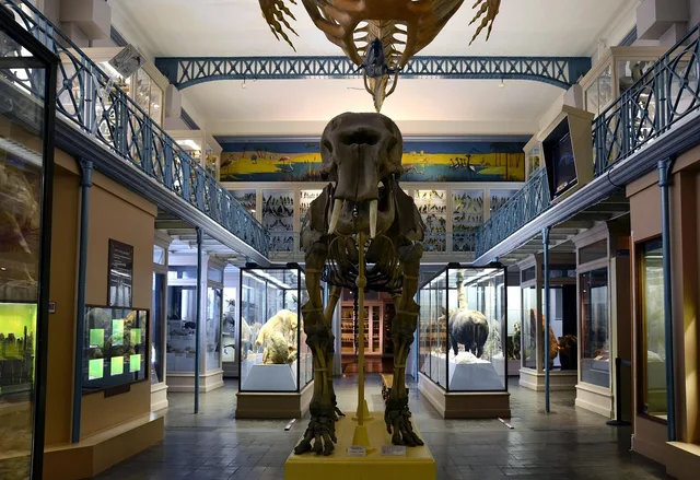 paris, france, museum of natural history, exhibits, indoor, building, landmark, architecture, paris, paris, paris, paris, paris. Common museum coverage problems and practical fixes